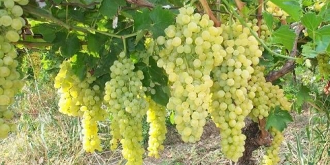 Da li je moguće i potrebno pokriti grožđe